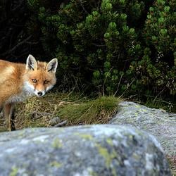 FOXY