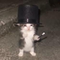 kitty