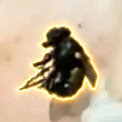 FENTFLY