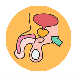 Prostate