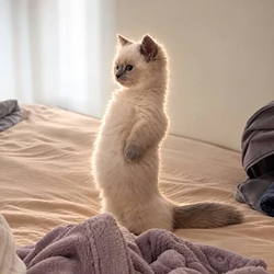 Meercat