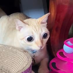 Holymeow / SOL