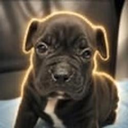 Percy