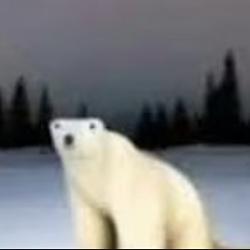 polar