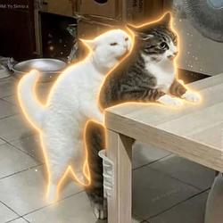 Goonercat / SOL