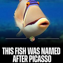 PICASSO