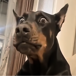 SDOG
