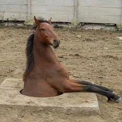STUCKHORSE / WETH