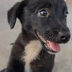 BLEP
