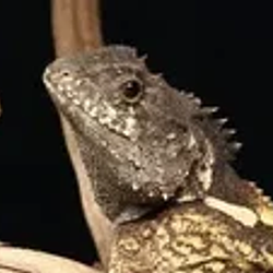 Syrax