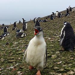 gentoo