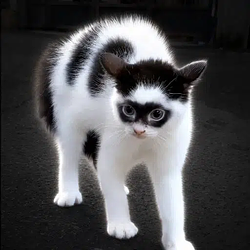 batcat / SOL