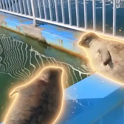 Seal Battl
