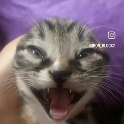 CRYINGCAT