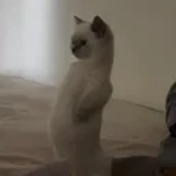 toto