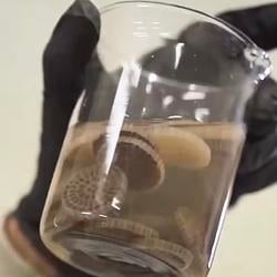 Superbug