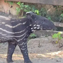 TANGTHAI