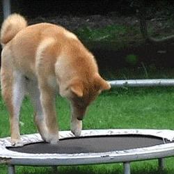 boinkdog