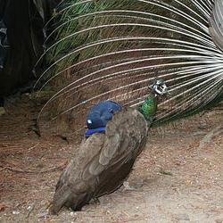🦚