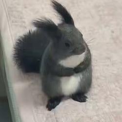 pnut