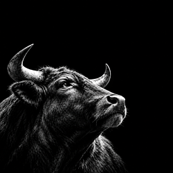 BULL