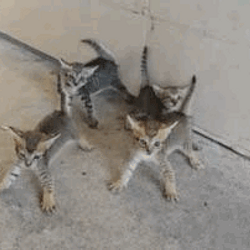 FOUR CATS
