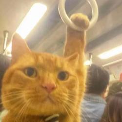 wagiecat