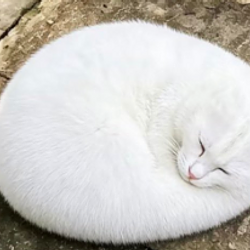DOUGHCAT