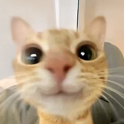 MIMI