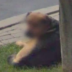 BLURREDOG