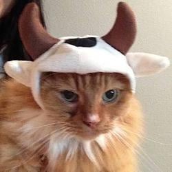 bullcat / SOL