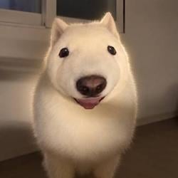 POPDOG