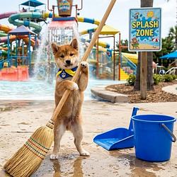 SWEEP
