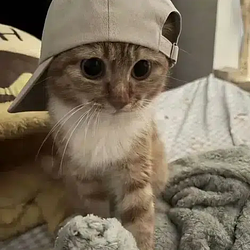 catwifcap