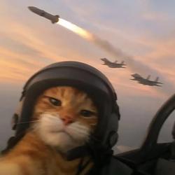 Warcat