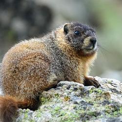 Marmots