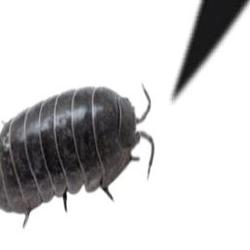 isopod