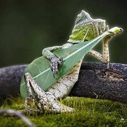 Rango / SOL