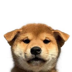 inu