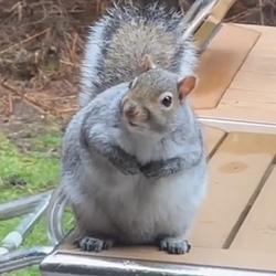FNUT