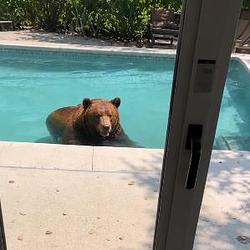 POOLBEAR