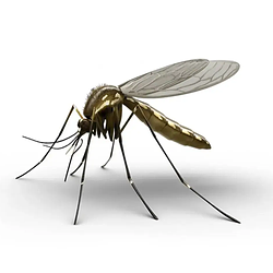mosquito