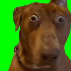 E/DOG