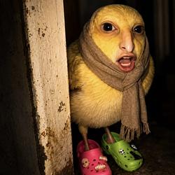 PAPOI