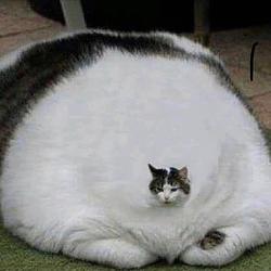 Fatcat