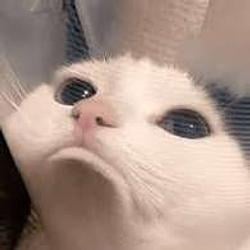 SADCAT / WETH