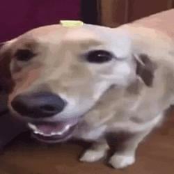 Dog / SOL