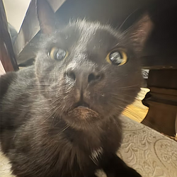 WINSTON