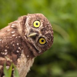 HOO