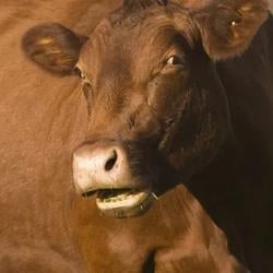 BrownCows / SOL